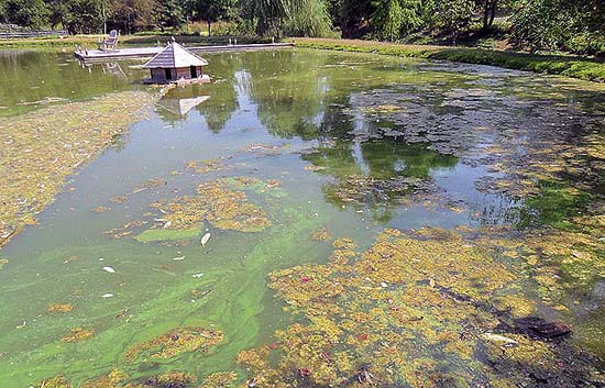 solar pumps for ponds