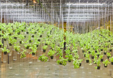 Hydroponics